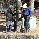 早春迎え装い軽く　日光山輪王寺で風物詩こも外し　「次第に花咲き誇る時季…