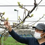 ナシ凍霜害に危機感　開花予測１週間早まり、県内農家が対策急ぐ