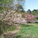 「桜が泣いている」　高齢化や転出で管理難しく雑木林状態に　15年前に市…