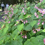 淡いピンクのかれんな花　厳しい残暑にも“秋”訪れ　那珂川でシュウカイド…