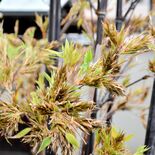 クロチク“120年に一度の開花”複数報告　明治以来の周期到来　メカニズ…