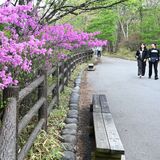 「10年に１度の花付き」　日光でトウゴクミツバツツジ見頃　薄紫色、新緑に彩り