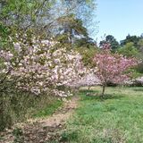 「桜が泣いている」　高齢化や転出で管理難しく雑木林状態に　15年前に市民らオーナー植樹