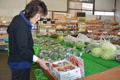 イチゴ狩り大勢の観光客　益子フレッシュ直売所　ＪＡはが野