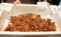 富山湾でホタルイカ漁解禁