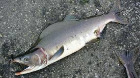 ゆっくりと姿を変える海