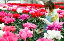 シクラメン出荷準備