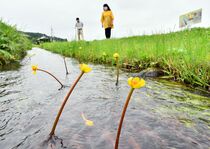 水面彩る シモツケコウホネ見頃　日光