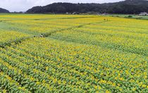 益子のヒマワリ