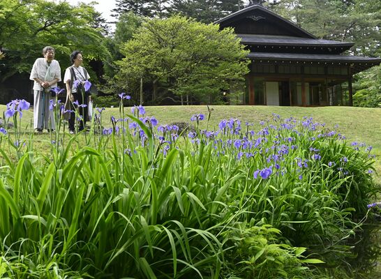 庭園を彩っているナスヒオウギアヤメ