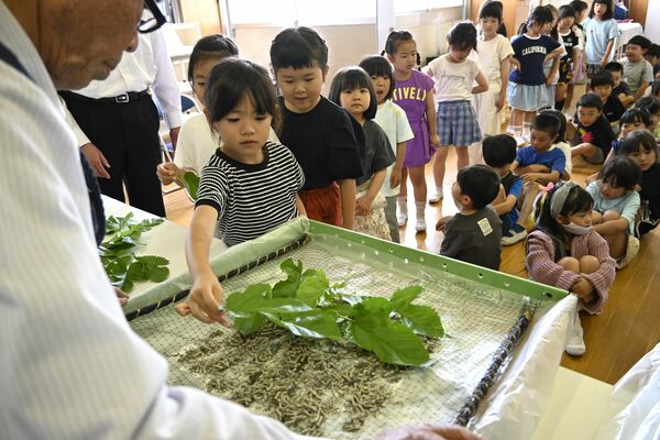 蚕に桑の葉を与える児童