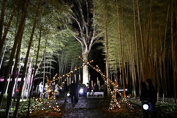 ＥＶからの給電でライトアップされた大けやきと竹林＝29日夕、宇都宮市