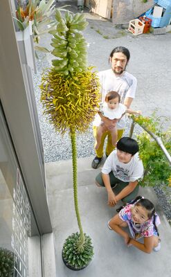 長い茎の先に花を咲かせるアガベの花