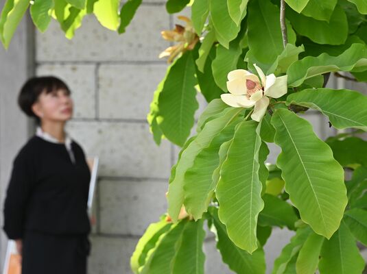 美術館入り口付近で甘い香りを放つホオノキの花