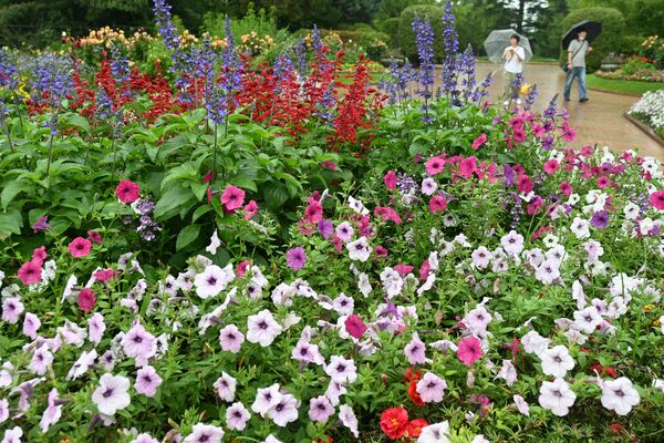 雨にぬれる色とりどりの花