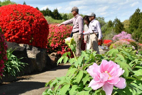 見頃を迎えたボタンやツツジを楽しむ来園者