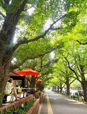 　イチョウ並木沿いにあるカフェのテラス席＝東京都港区