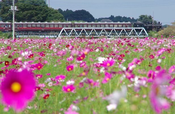 見頃を迎えたコスモスとＳＬ