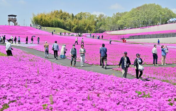 多くの見物客でにぎわう芝ざくら公園＝22日午前10時35分、市貝町見上