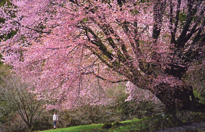 銅賞「花の下」　君島哲郎（宇都宮市）