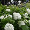 色とりどりの花、雨で輝く　大田原であじさいまつり開幕