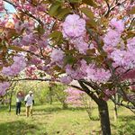 春の里山のんびり散策を　茂木「花の山」でヤエザクラなど見頃