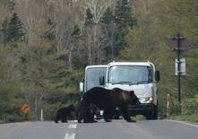 なぜ１人と３頭の命は失われたのか、世界遺産知床で見過ごされたリスク