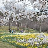 桜との競演に癒やし　栃木県内屈指のスイセンの名所