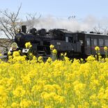 真岡鉄道の北真岡駅が全国２位に　「じゃらん」菜の花絶景ランキング　桜や…