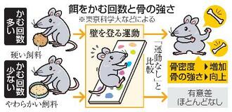 骨の強さ「かめば丈夫に」