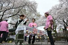 サクラ満喫 気分晴れ晴れ