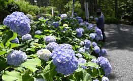梅雨の参道 彩り豪華