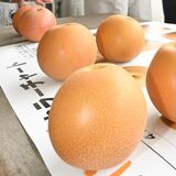 「今年は糖度高い」　大型ナシ「にっこり」間もなく初出荷　鹿沼で目ぞろえ会