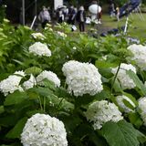 色とりどりの花、雨で輝く　大田原であじさいまつり開幕
