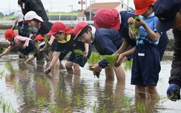 手作業で田植え １０５人が体験