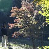モミジやカエデ500本を一般公開　茂木の瑞光園、来週末見頃