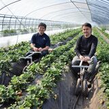 イチゴ生産など農業に本格参入　月内に農業法人設立申請へ　さくらのセブンハンドレッド