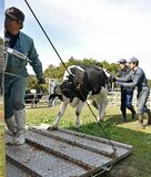 大野放牧場で牛の収牧　大田原