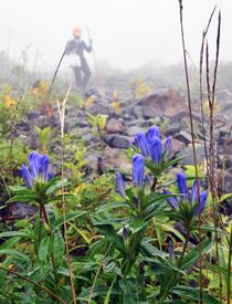 那須岳にリンドウ開花