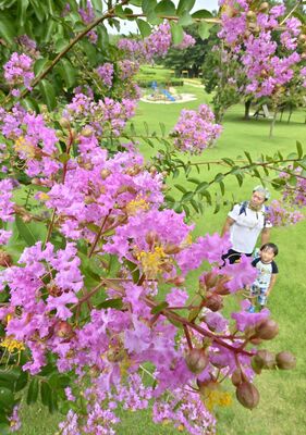 緑の丘に彩りを添えるサルスベリ＝19日午後０時30分、壬生町国谷