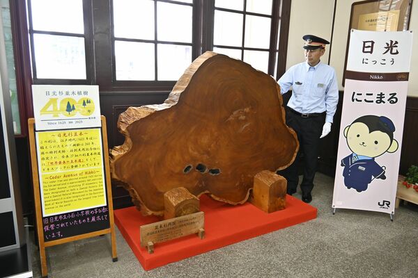 ＪＲ日光駅舎内に展示されている旧小百小の「並木杉円盤」