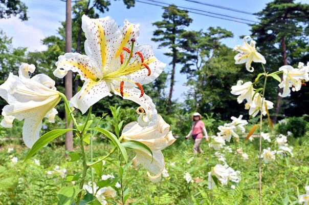 那須街道沿いの赤松林で優美に咲くヤマユリ＝12日午後０時10分、那須町高久甲