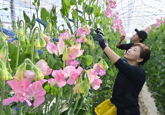 出荷のため手入れされるスイートピー＝20日午後２時10分、上三川町下神主