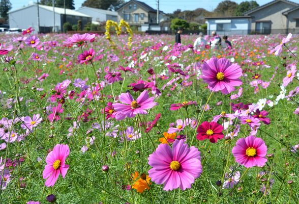 休耕地に咲く色とりどりのコスモス