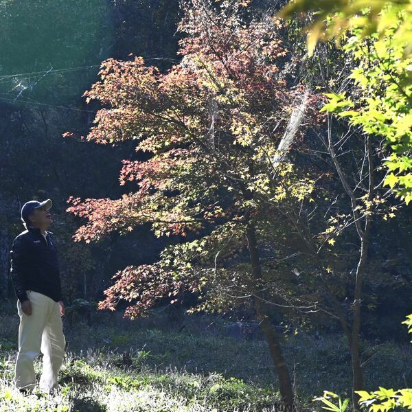 モミジやカエデ500本を一般公開　茂木の瑞光園、来週末見頃