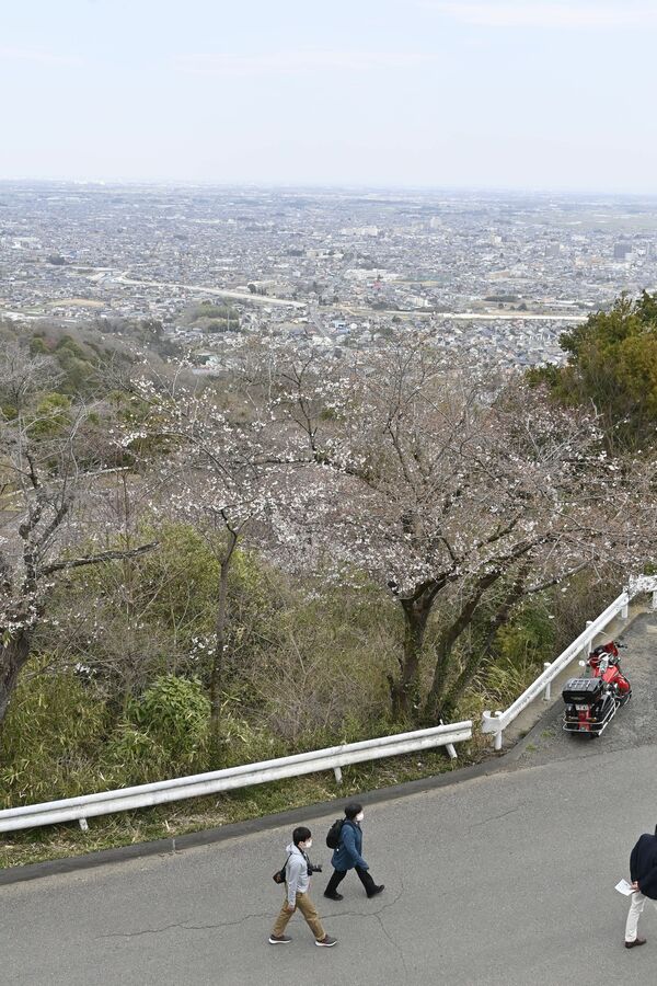 栃木市の太平山の桜。同市観光協会によると太平山の桜は六分咲き=2日午後