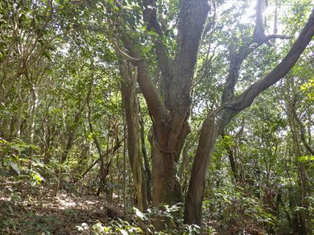 大型風力発電所の建設計画がある鹿児島大の高隈演習林=2023年2月、鹿児島県垂水市(日本自然保護協会提供)