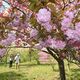 春の里山のんびり散策を　茂木「花の山」でヤエザクラなど見頃