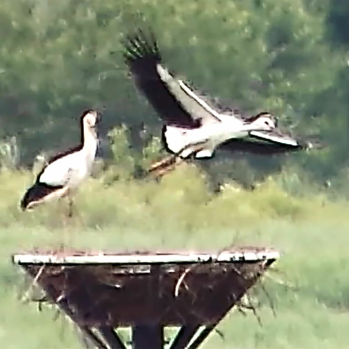コウノトリのひな、2羽目も巣立ち 小山・渡良瀬遊水地｜県内主要,地域