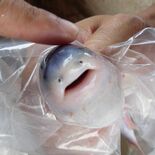 カンディル　県なかがわ水遊園・渡辺敬晴さん　皮膚におおわれた目　濁った…